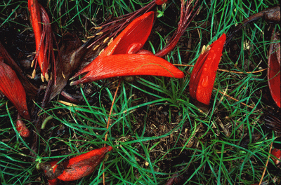 Flower petals in our backyard after rainstorm (Hawaii)