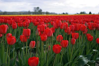 u47/jim_mckinlock/medium/30217051.4404TulipFields001a.jpg