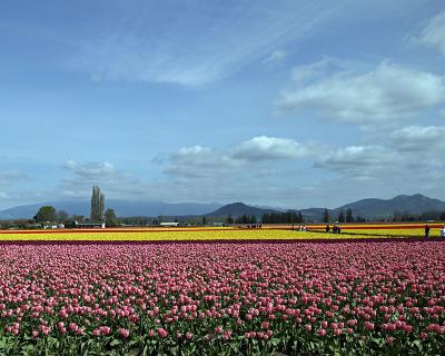 u47/jim_mckinlock/medium/30217058.4404TulipFields029a.jpg