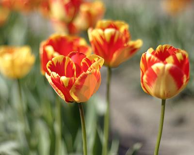 u47/jim_mckinlock/medium/30217060.4404TulipFields038a.jpg