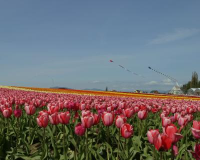 u47/jim_mckinlock/medium/30217072.4404TulipFields051a.jpg