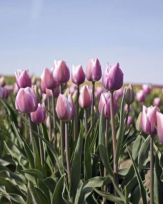 u47/jim_mckinlock/medium/30217073.4404TulipFields061a.jpg