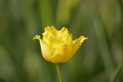 u47/jim_mckinlock/medium/30217078.4404TulipFields071a.jpg