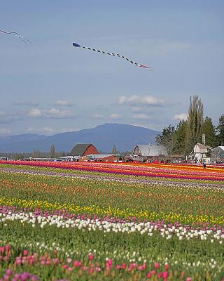 Tulip Fields