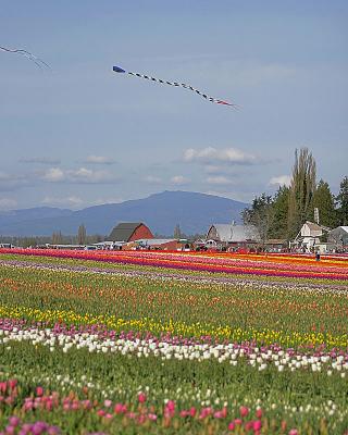 Tulip Fields