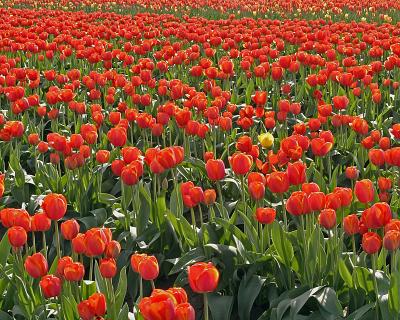 u47/jim_mckinlock/medium/30217084.4404TulipFields077a.jpg