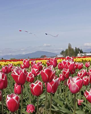 u47/jim_mckinlock/medium/30217086.4404TulipFields078a.jpg