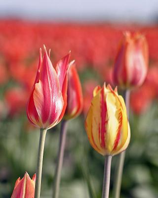 u47/jim_mckinlock/medium/30217087.4404TulipFields084a.jpg