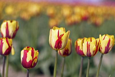 u47/jim_mckinlock/medium/30217088.4404TulipFields086a.jpg