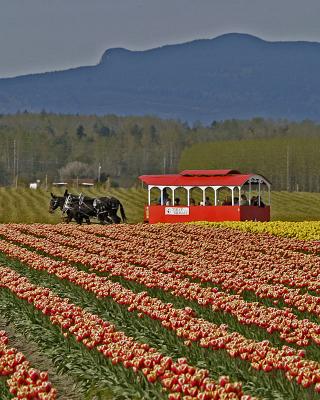 u47/jim_mckinlock/medium/30217090.4404TulipFields099a.jpg