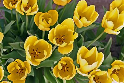 u47/jim_mckinlock/medium/30217566.4404TulipFields091a.jpg