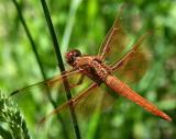 red dragonfly.jpg
