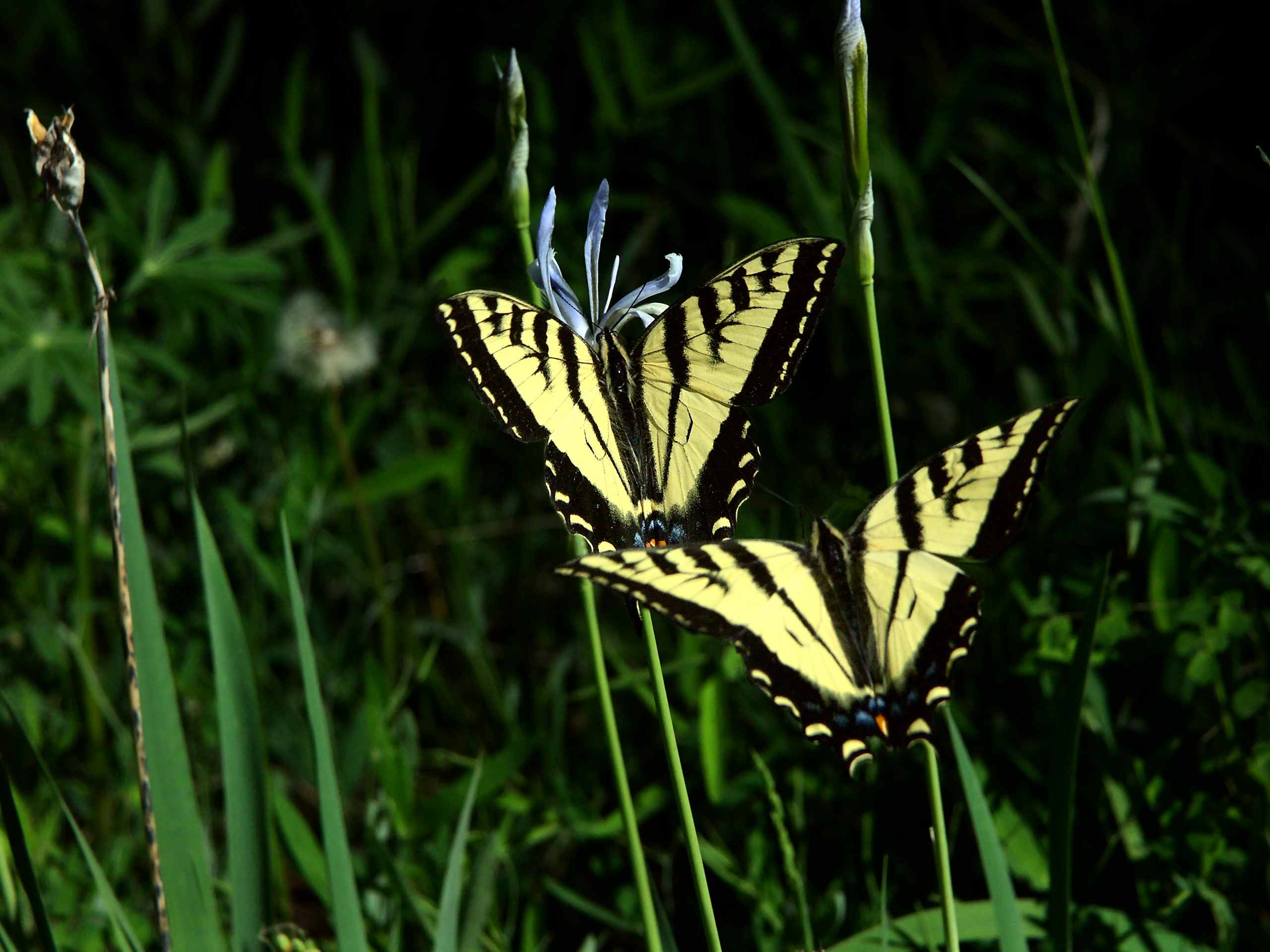 2 butterflies.jpg