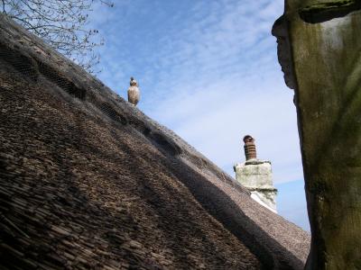 Straw owl on straw roof, lynmouth, Devon