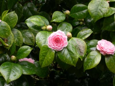 Camellia, Lost Garden of Heligan