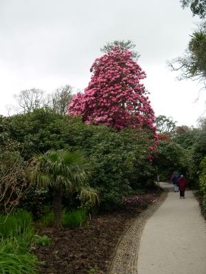 Rhododendron TREE!  Lost Garden of Heligan