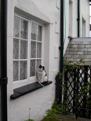 Cat in the window, Clovelly, Devon