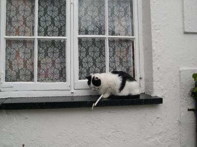 Cat, Clovelly, Devon