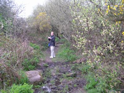 Muddy path to Minack