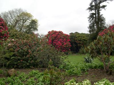Rhododendrons, Lost Garden of Helligan
