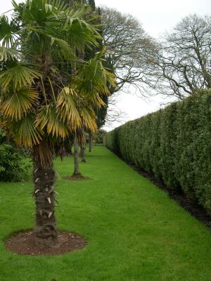 Palms in England, Lost Garden of Heligan