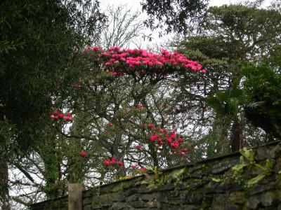 Rhododendrons, Lost Garden of Heligan