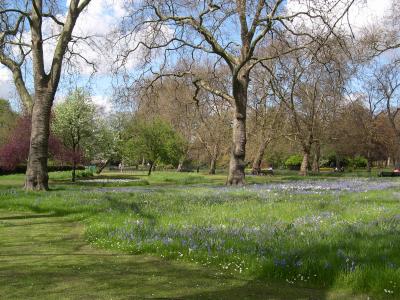 Bluebells, Hyde Park, London