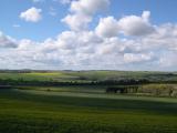 Flowering Rape field, Cornwall