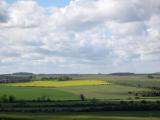 Flowering Rape field, Cornwall