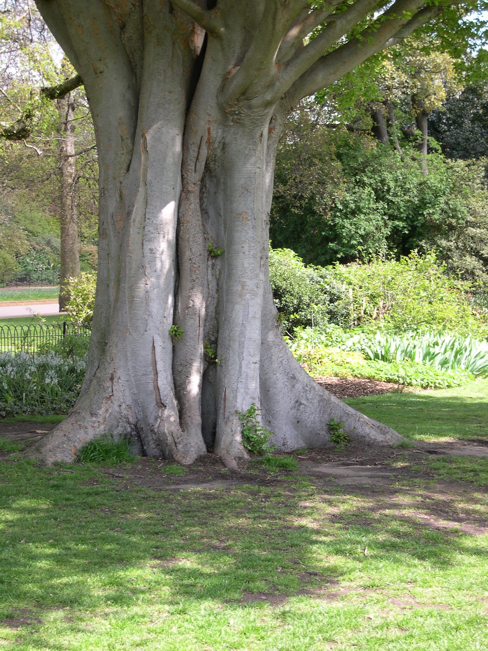 A Banyan tree in Hyde Park, London?