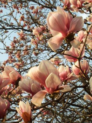 my magnolia
