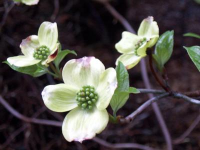 dogwood blossoms