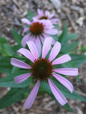 early cone flowers