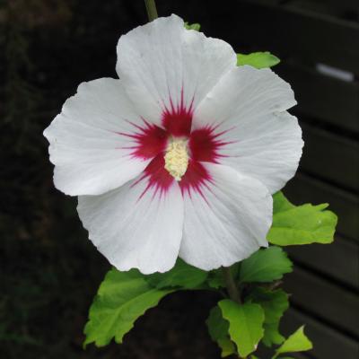 my rose of sharon