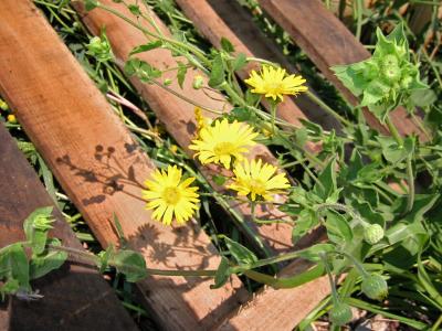 pallet weeds