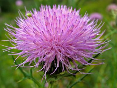 Iowa thistles