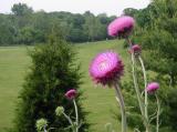 thistle by Grants farm.jpg