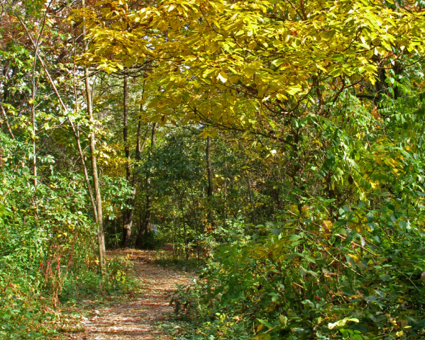 pathway