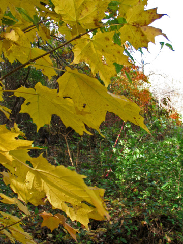 Maple
