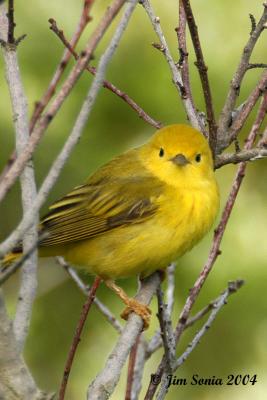 Yellow Warbler