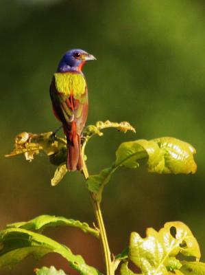 painted bunting (male)