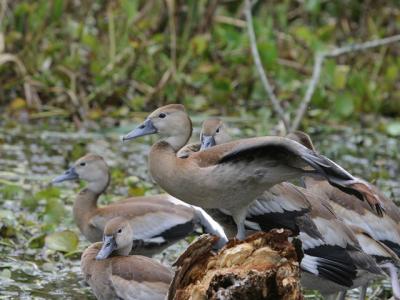 Black-bellied whistling ducks