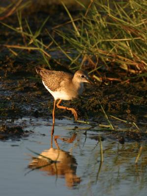 Greater Yellowlegs