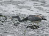 Tricolored heron IMG_6990w.jpg