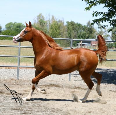  Besson Cavalier