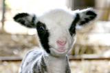 2005 Lambs of the Cormo Sheep & Wool Farm