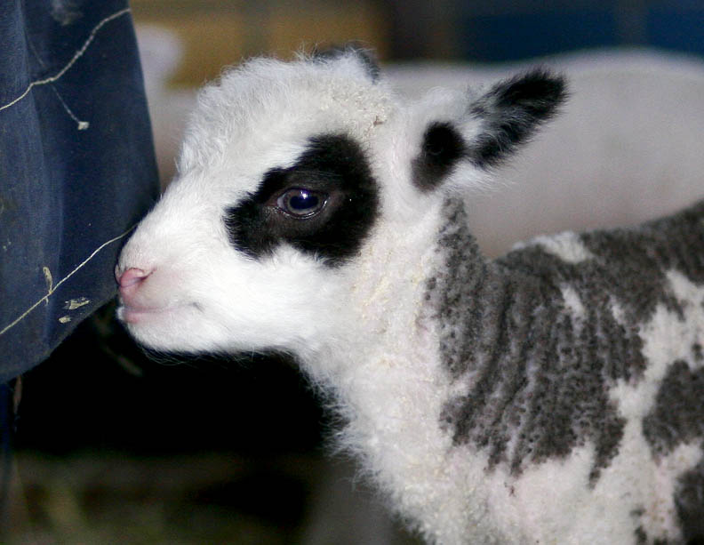 Sister 2 Days old