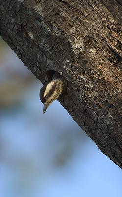 Brown capped Woodpecker