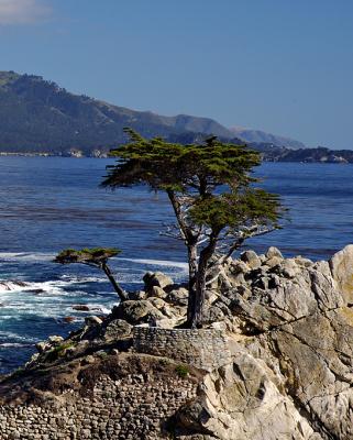 Lone Cypress, 17-Mile Drive