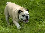 English Bulldog Albert Out For a Stroll in St James Park